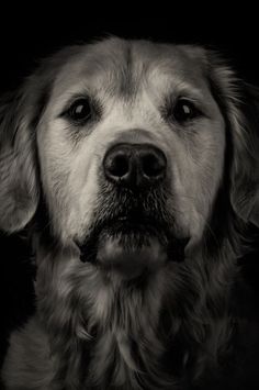 a black and white photo of a dog