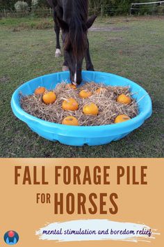 A black horse places nose into an equine enrichment item made from a blue kiddie pool full of pumpkins and straw with treats hidden underneath. Orange text on orange background beneath reads: Fall Forage Pile for Horses Mental Stimulation and Boredom Relief. Blue and red Enriching Equines logo in lower left corner. Horse Paddock, Seasonal Activities