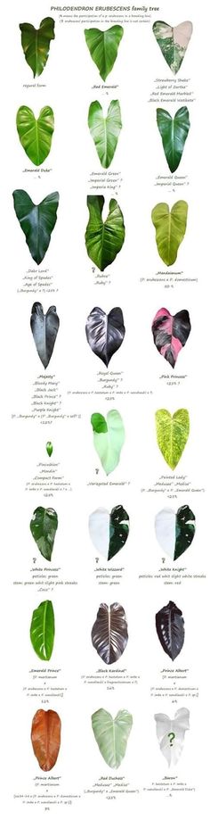 the different types of leaves are shown in this poster, which shows how they look like