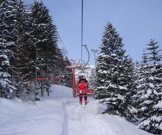 a person on a ski lift in the snow near some pine trees and evergreens