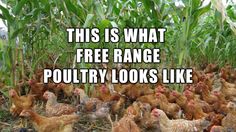 a large group of chickens standing in the middle of a corn field with text that reads, this is what free range poultry looks like