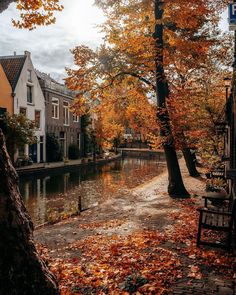 a bench sitting on the side of a river next to trees with leaves all over it