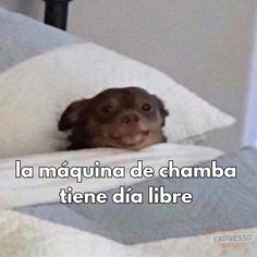 a dog laying in bed with the caption la maguinna de chanba tene dia lire