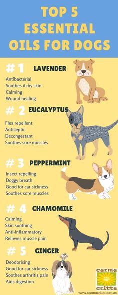 the top 5 essential oils for dogs