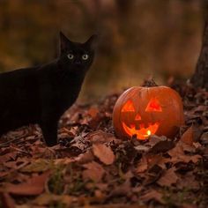 a black cat standing next to a carved jack - o'- lantern in the leaves