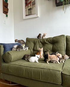 a group of cats sitting on top of a green couch next to each other in a living room