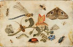 moths and other insects are depicted in this painting