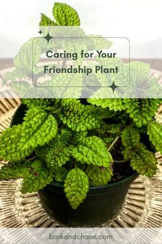 a potted plant with the words caring for your friend's plant on it