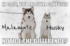 two husky dogs sitting next to each other in the snow with captioning below