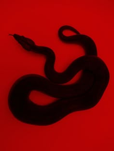 a black snake on a red background with the tail curled up to it's head