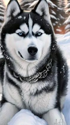 a husky dog with blue eyes sitting in the snow