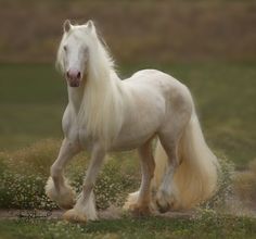 a white horse with long hair running in the grass