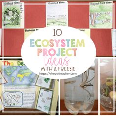 several pictures with words that say, 10 ecosytem project ideas with a freebie