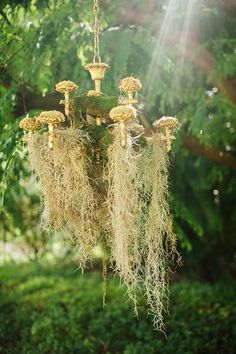 a chandelier hanging from a tree filled with moss