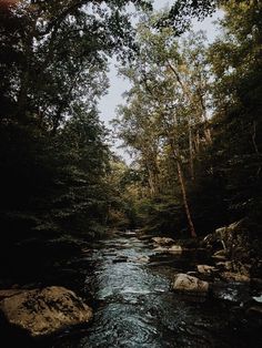 a river running through a forest filled with lots of trees on both sides of it