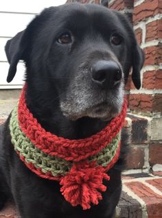 a black dog wearing a red and green crocheted neckwarmer sitting on brick steps