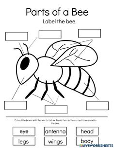 the parts of a bee worksheet for kids to learn how to read it