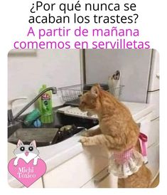 Un gato que lava platos Cat Lovers, Humor, Memes, Funny, Humour