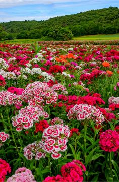 a field full of colorful flowers with trees in the background