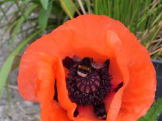 an orange flower with a bee in the center