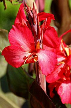 two red flowers with green leaves in the background