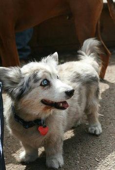 a small white dog with blue eyes standing next to a brown dog on the ground