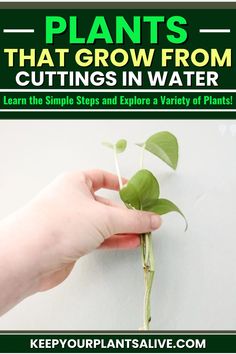 a hand holding a plant with the words plants that grow from cuttings in water