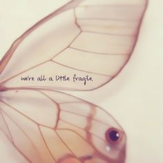 a butterfly wing with the words we're all a little fragile written on it