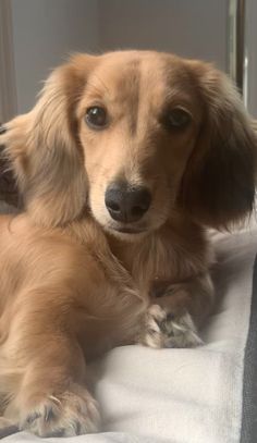 a small brown dog laying on top of a bed