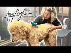 a woman grooming a dog with a hair dryer