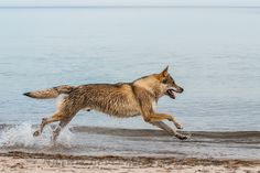 a dog running on the beach with his mouth open