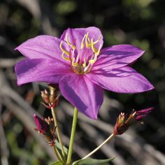 a purple flower with yellow stamen in the middle