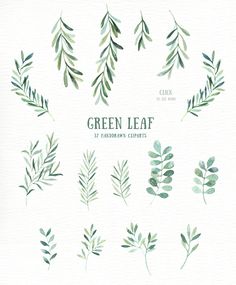 watercolor green leaf clipart set on white paper with the words,'green leaf '