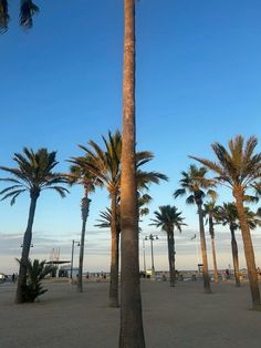 palm trees on the beach with blue skies in the background