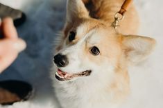 a brown and white dog sitting on top of a snow covered ground next to a persons hand