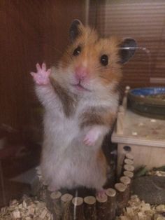 a hamster is standing on its hind legs