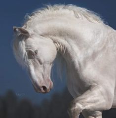 a white horse with long hair standing in the sun