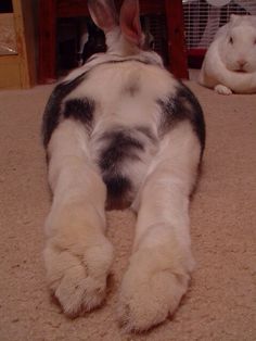 two rabbits are laying on the floor next to each other