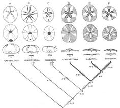 the diagram shows how many different types of sand dollars can be found in this area