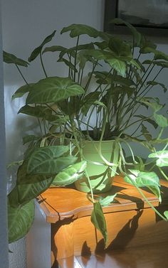 a potted plant sitting on top of a wooden table