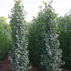 Swedish Columnar Aspen Swedish Columnar Aspen, Populus Tremula, Privacy Screening, Ground Cover Roses, Evergreen Bush, Arborvitae Tree, Floribunda Roses, Flowering Cherry Tree, Columnar Trees