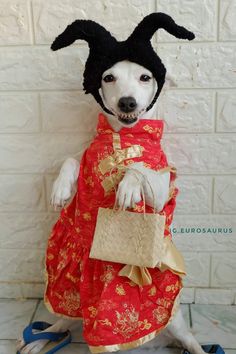 a white dog wearing a red and gold dress with a black hat on it's head