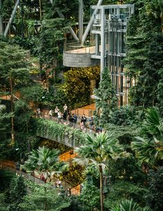 people are walking around in the middle of a tree - lined area with many trees