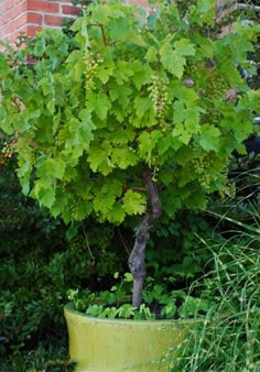 a potted plant with green leaves in front of a brick wall and shrubbery