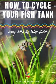 how to cycle your fish tank easy step - by - step guide