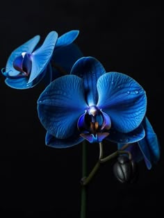 two blue orchids with water droplets on them