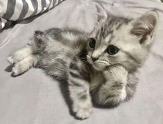 a small kitten laying on top of a bed