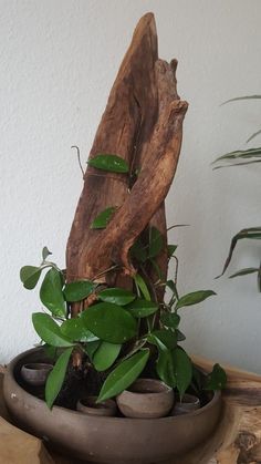 there is a potted plant that has been placed on top of a wooden table