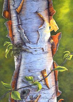 a painting of a birch tree with leaves on it's trunk and the bark peeling off