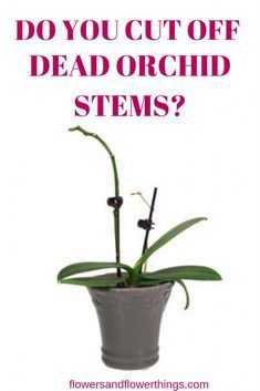 a potted plant with the words do you cut off dead orchid stems?